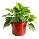 images (1)