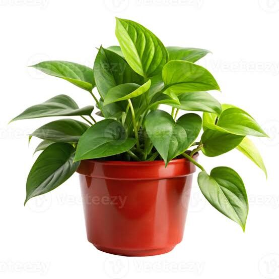 images (1)